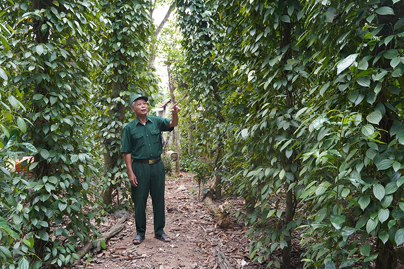 Nguyễn Thanh Bình