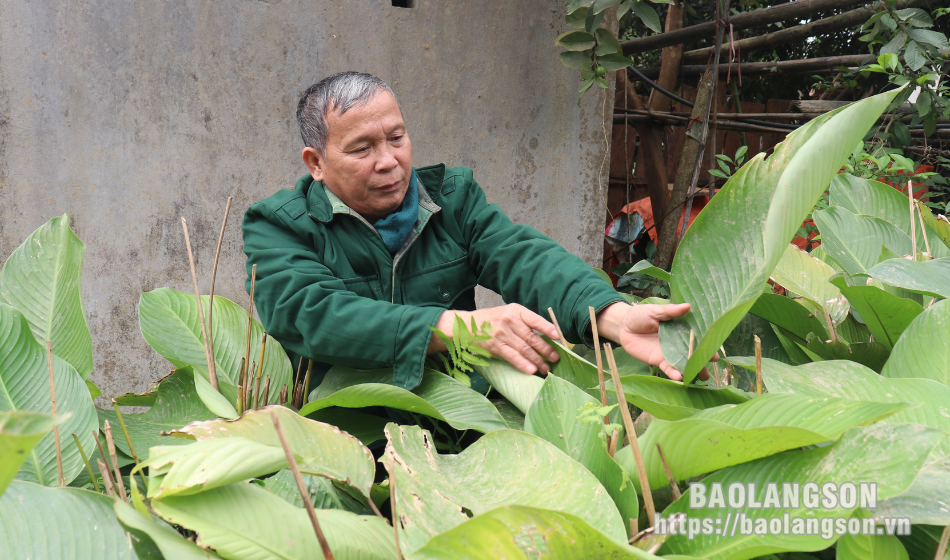 Nguyễn Thành Lạng