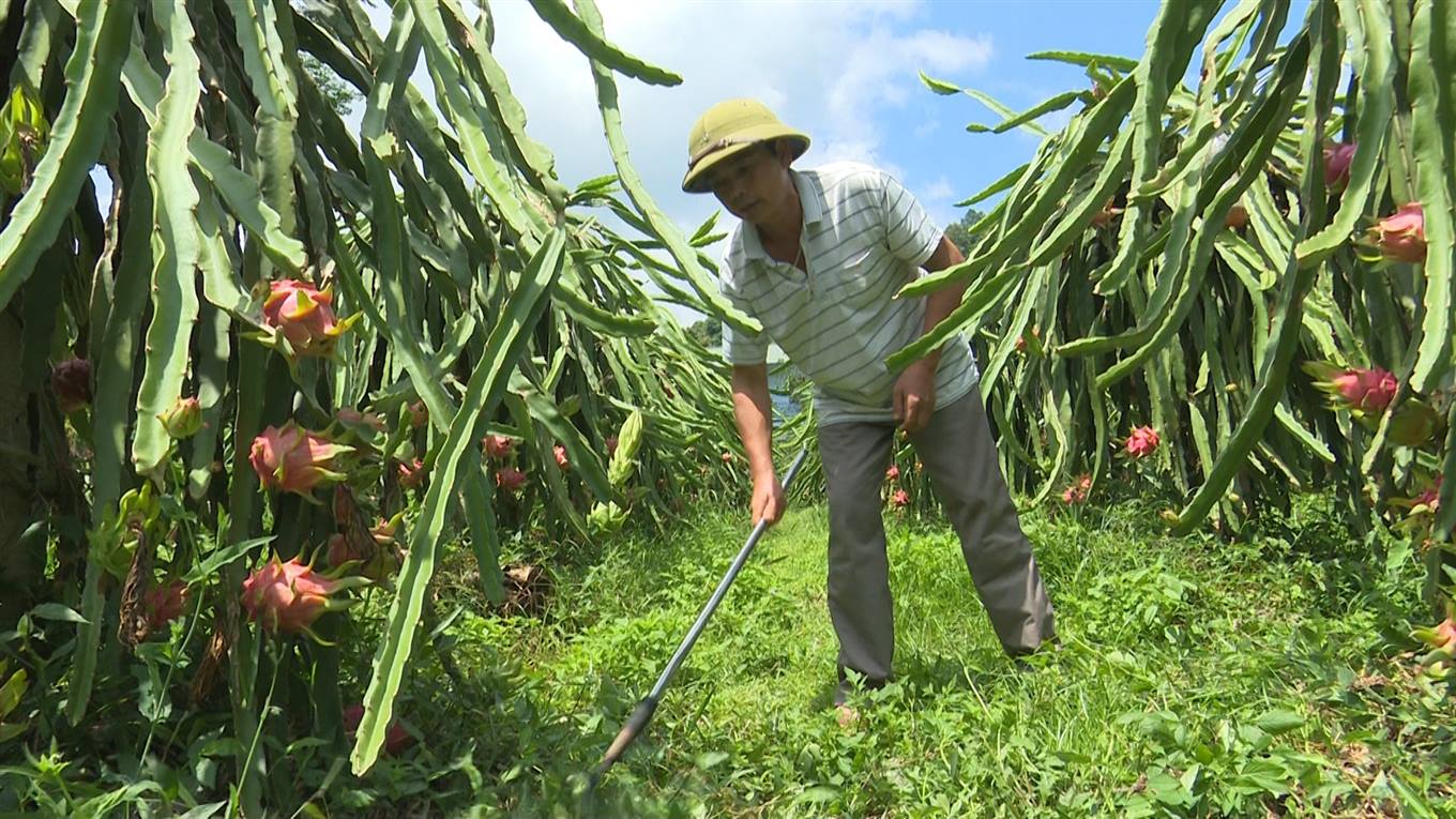 đinh văn cừ