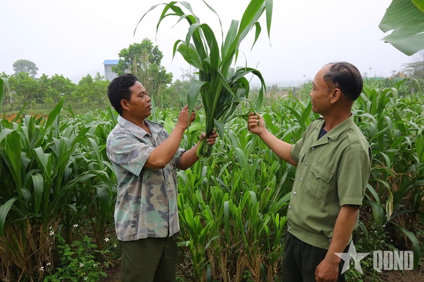 Cựu chiến binh Hồ Văn Dịa