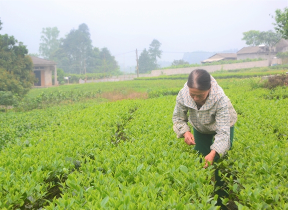 Hoàng Thị Lý