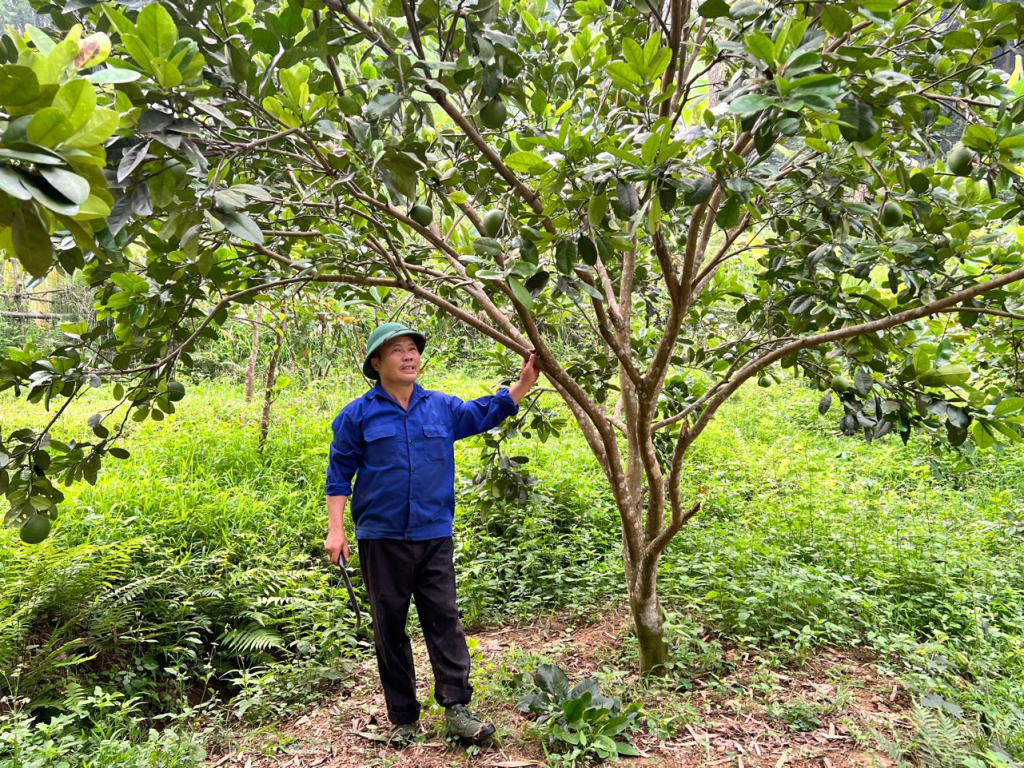 Nông Văn Hiệu